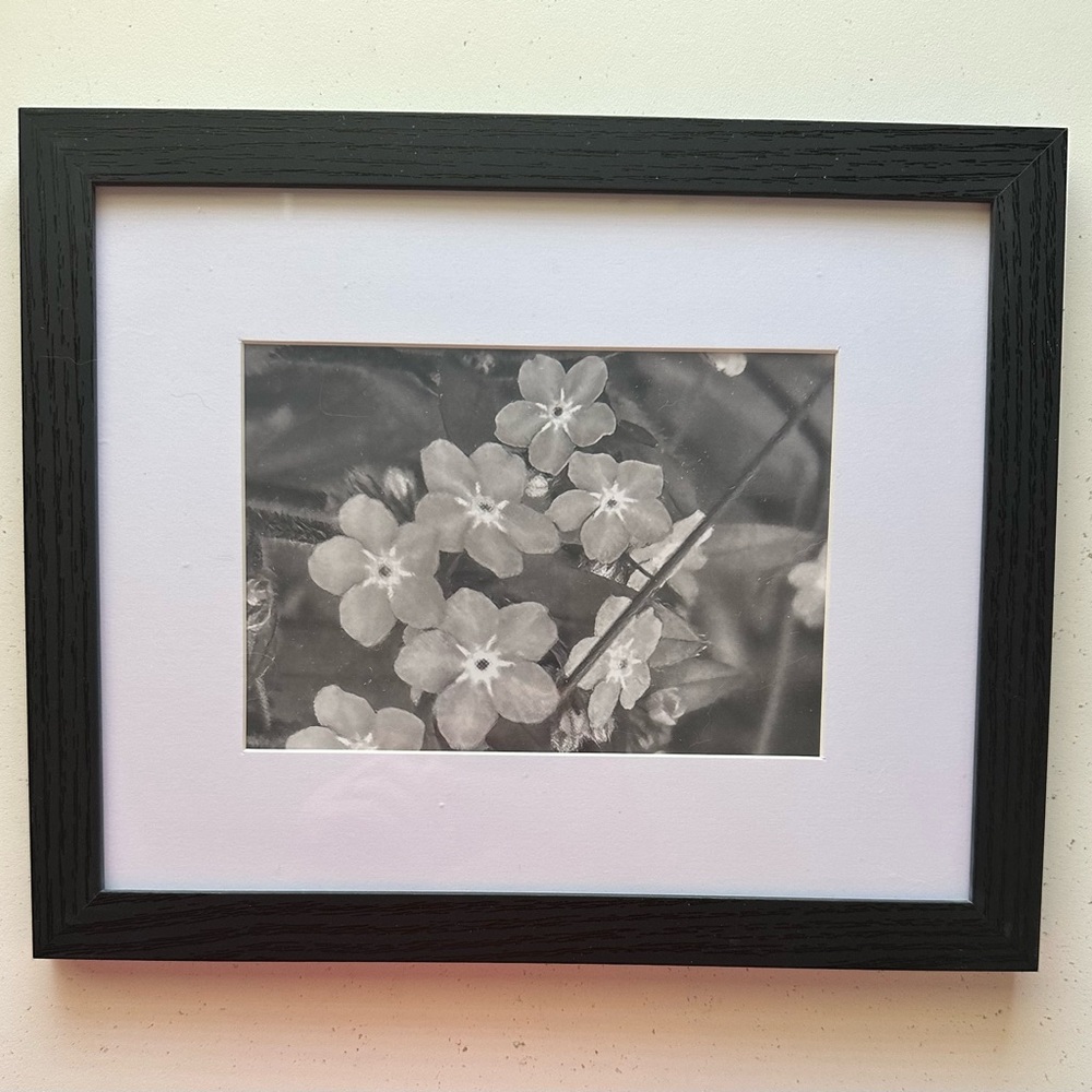 Images if Alaska -Forget Me Not B/W Print in Wood Frame with Mat - One Of A Kind